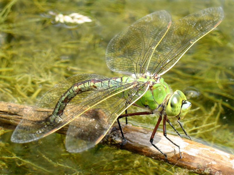 Female Emperor Dragonfly Laying Eggs - Anax Imperator 